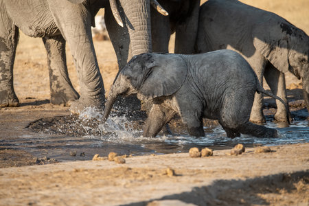Elephants at a waterhole in Botswana, Africaの写真素材