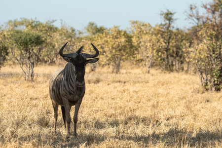 Blue wildebeest (Connochaetes taurinus)