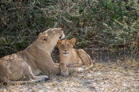 Lioness and lion cub in the Chobe National Park, Botswana.