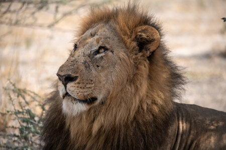 Male lion in the Okavango Delta - Moremi National Park in Botswana