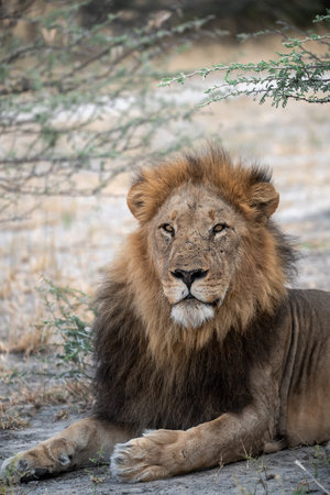 Male lion in the Moremi Game Reserve (Okavango River Delta), National Park, Botswana