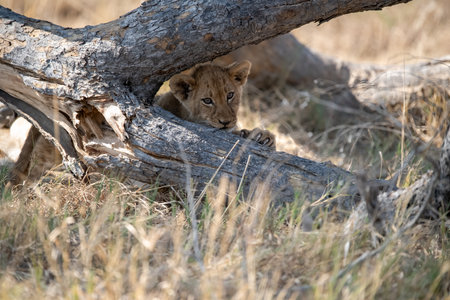 Lion cub hiding under a tree in the Chobe National Park, Botswana.