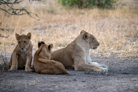 Lioness with cubs in Serengeti National Park, Tanzaniaの写真素材