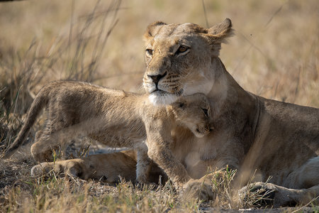 Lioness with cub in the savannah of Serengeti National Park in Tanzaniaの写真素材