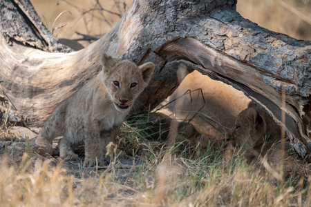 Lion cub in the Kruger National Park, South Africa.の写真素材