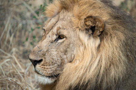 Male lion portrait in ; Species Panthera leo family of Felidae
