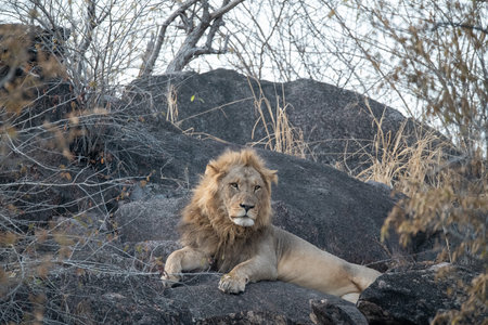 Lion lying on rocks in Kruger National Park, South Africa ; Species Panthera leo family of Felidae
