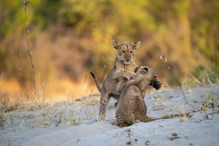 Lion cubs playing on the sand in the Chobe National Park, Botswana.の写真素材