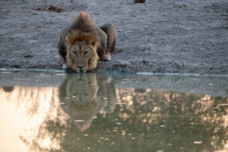 Male lion drinking water at a waterhole in Kruger National Park, South Africa; Species Panthera leo family of Felidaeの写真素材