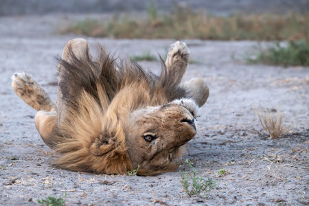 Lion lying down in the sand in the Chobe National Park, Botswana.の写真素材