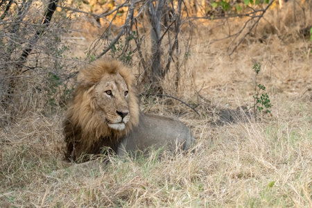 Male lion in Kruger National Park, South Africa ; Species Panthera leo family of Felidaeの写真素材