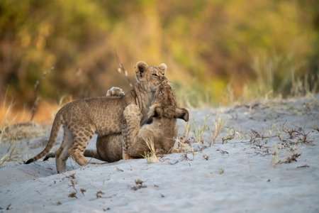Lion cubs playing in the sand in the Chobe National Park, Botswana.の写真素材