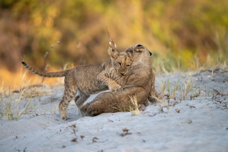 Lion cubs playing in the sand in the Chobe National Park, Botswana.の写真素材