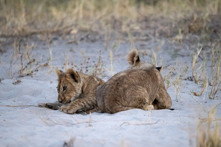 Lion cubs in the Chobe National Park, Botswana.の写真素材