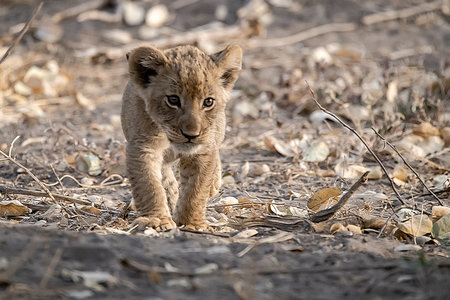 Lion cub in Kruger National Park, South Africa ; Species Panthera leo family of Felidaeの写真素材