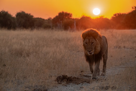 Lion in the Okavango Delta - Moremi National Park in Botswana