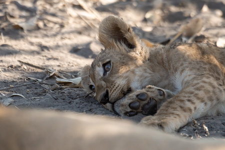 Lion Cub Lying on the Sand in Serengeti National Park, Tanzania