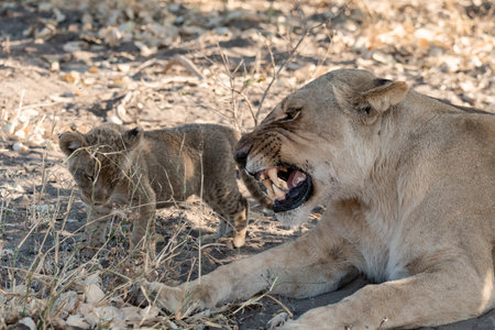Lioness and cub in Kruger National Park, South Africa ; Species Panthera leo family of Felidaeの写真素材