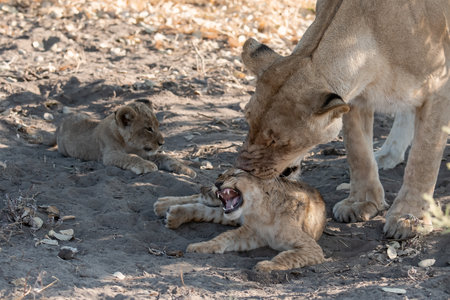 Lion cub and lioness in a natural habitat.の写真素材