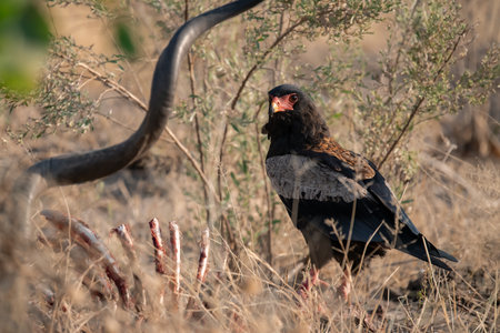 Bateleur Vulture in the Okavango Delta - Moremi National Park in Botswanaの写真素材