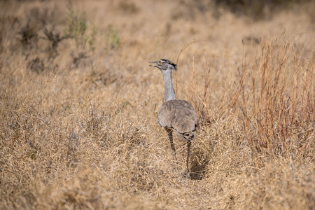 Kori Bustard - Otis kori, single bird in grass, South Africaの写真素材