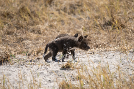 African Wild Dog in the Etosha National Park, Namibiaの写真素材