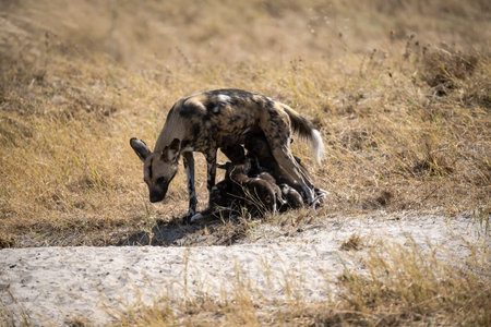 African Wild Dog in the Moremi Game Reserve (Okavango River Delta), National Park, Botswanaの写真素材