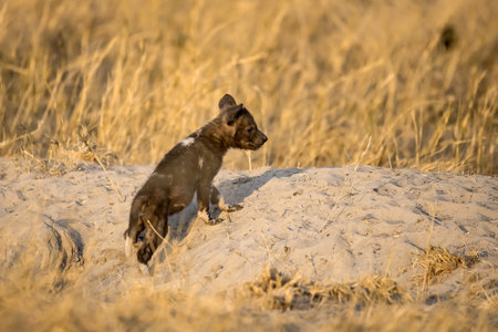 African Wild Dog in the Etosha National Park, Namibiaの写真素材