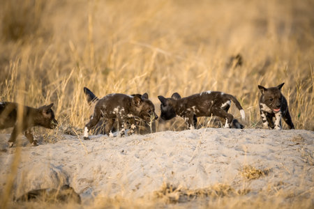 African Wild Dog in the Etosha National Park, Namibiaの写真素材