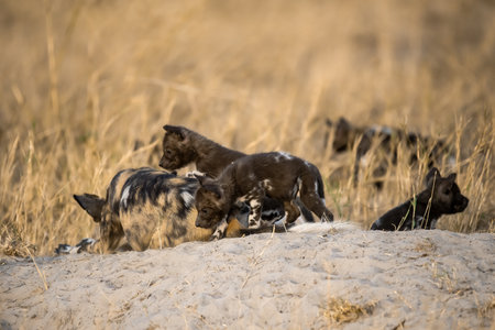 African Wild Dog in the Okavango Delta - Moremi National Park in Botswanaの写真素材