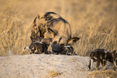 African Wild Dog in the Okavango Delta - Moremi National Park in Botswanaの写真素材