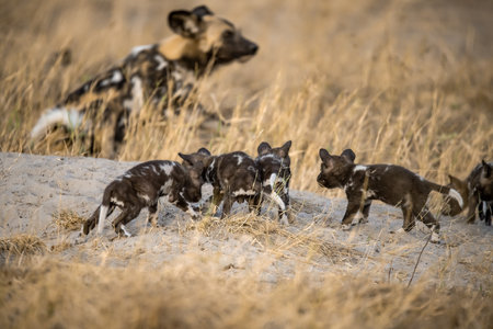 African Wild Dog in the Moremi Game Reserve (Okavango River Delta), National Park, Botswanaの写真素材