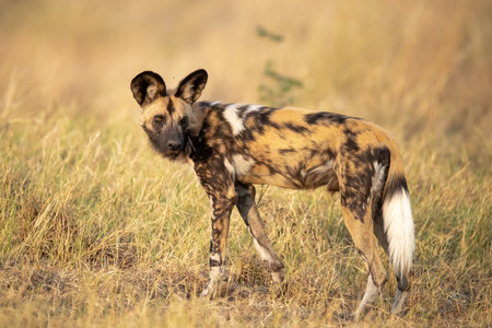 African wild dog in the Moremi Game Reserve (Okavango River Delta), National Park, Botswanaの写真素材