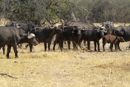Herd of Cape buffalo in Serengeti National Park, Tanzaniaの写真素材