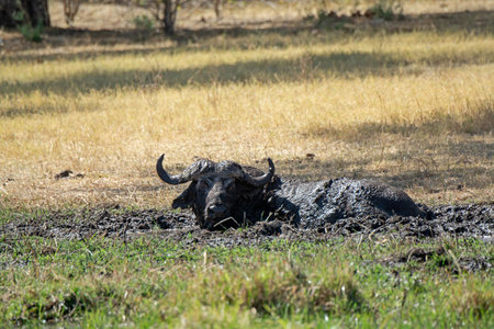 African buffalo in the Moremi Game Reserve (Okavango River Delta), National Park, Botswanaの写真素材