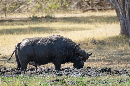 Buffalo in the Moremi Game Reserve (Okavango River Delta), National Park, Botswanaの写真素材