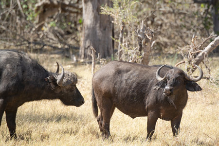 African buffalo in Kruger National Park, South Africa ; Species Syncerus caffer family of Bovidaeの写真素材
