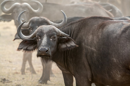 Cape buffalo (Syncerus caffer) in the Serengeti National Park, Tanzania