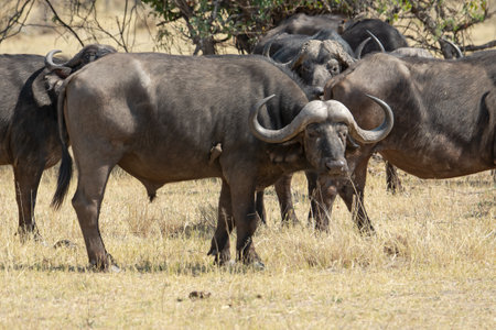 Wild buffalo in the Moremi Game Reserve (Okavango River Delta), National Park, Botswanaの写真素材