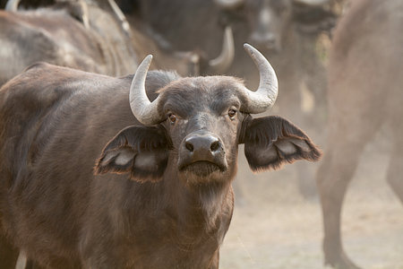 Cape buffalo in Chobe National Park, Botswana, Africa