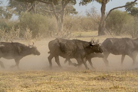 African buffalo (Syncerus caffer) in the savannahの写真素材