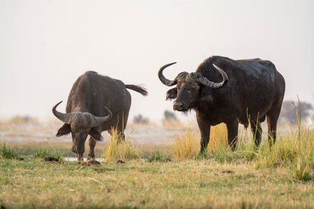 African buffalo (Syncerus caffer) in Chobe National Park, Botswanaの写真素材