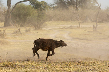 African buffalo running in the savannah, Kruger National Park, South Africaの写真素材