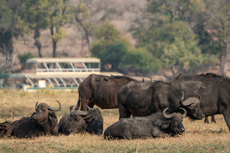 Herd of Cape Buffalo in Chobe National Park, Botswana, Africaの写真素材