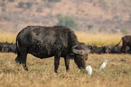 Buffalo in Chobe National Park, Botswana, Africa.の写真素材