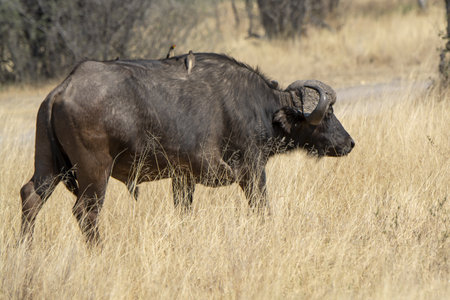 African buffalo in Kruger National Park, South Africa ; Species Syncerus caffer family of Bovidaeの写真素材