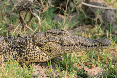 Crocodile in Chobe National Park, Botswana, Africaの写真素材
