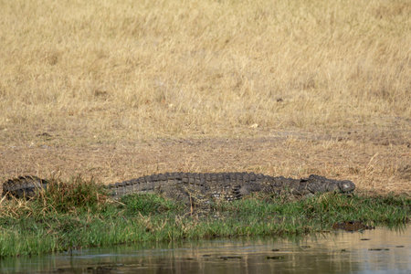 Crocodile in Chobe National Park, Botswana, Africaの写真素材