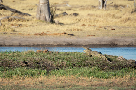 Crocodile in Chobe National Park, Botswana, Africaの写真素材