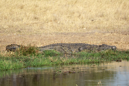 Crocodile in Chobe National Park, Botswana, Africaの写真素材